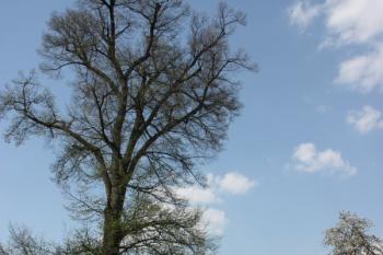 Památná lípa v severní části návsi ( © Ivan Grisa 04/2011)