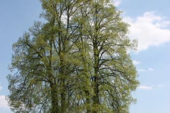 Lípy na východě návsi, mezi nimi se nachází sloup ( © Ivan Grisa 04/2011)