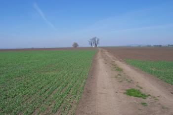 Kaplička sv. Jana Nepomuckého – přístupová cesta závisí na ochotě zemědělců – někdy neexistuje (© Ivo Rozehnal, 04/2011)