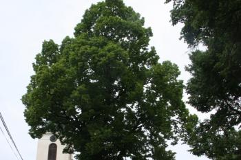 Kostelní areál a dominantní lípa od jihu ( © Ivan Grisa 05/2011)