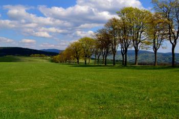 Vítkovská alej k bývalé osadě (© Daniel Šmidrkal, 05/2015)