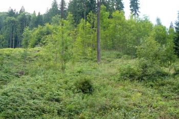 Hrana plošiny, pohled z východu (© Tomáš Kyncl, 07/2010)