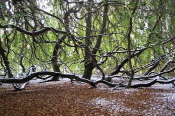 bizarní partie ze zámeckého parku (© Jan P. Štěpánek 11/2012)