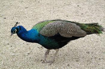 buchlovický zámecký páv ( © Jan P. Štěpánek 11/2012)