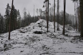Koncem roku 2019 začalo odlesňování hradu ( © Roman Řezáč 01/2020)