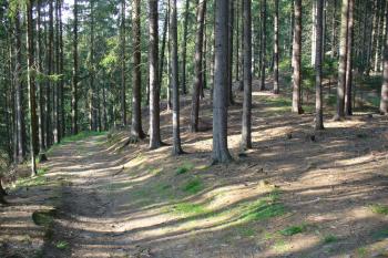 Cesta ke zříceninám Aueršperka od Bystřice nad Pernštejnem (© Pavel Jarý,  09.08.2009)