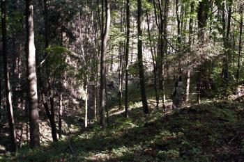 Příkop oddělující jádro od předhradí - pohled z bývalého nádvoří ( © Iva Spurná 26.9.2009)