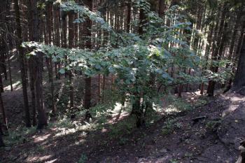 Příkop oddělující jádro od předhradí  ( © Iva Spurná 26.9.2009)