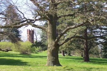 Čechy pod Kosířem - zámecký park, v pozadí zámecká rozhledna (© Ivo Rozehnal, 04/2010)