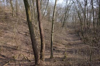 zarostlé jádro, příkop a val (© Aleš Novák, 03/2011)