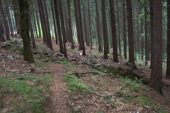 Zlatá stezka na Zlatém Chlumu (© Ivo Rozehnal, 07/2011)