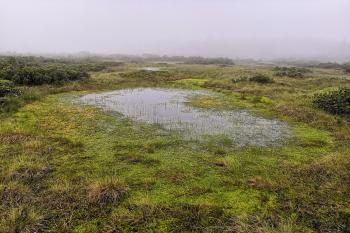 Rolavská vrchoviště (© Ywetta K  02/2021)