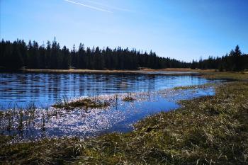 Rolavská vrchoviště (© Ywetta K 02/2021)