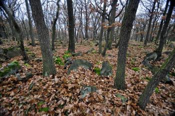 Hradiště u Černovic. Pozůstatky příbytků a valů. ( © Radovan Smokoň 11/2011)
