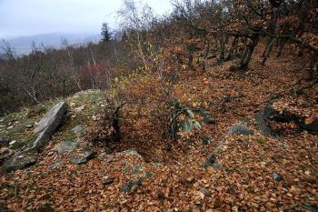 Hradiště u Černovic. ( © Radovan Smokoň 11/2011)
