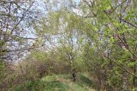 Mazanec