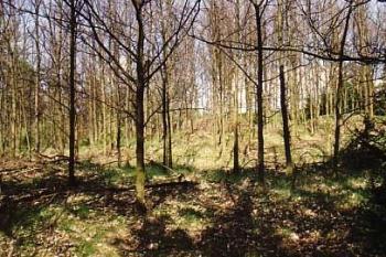 Zarostlá plocha hradiště (2001 ©Jiří Cukr)