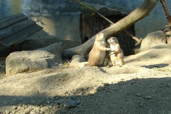 Psouni ( © Kateřina Čížková  2005)