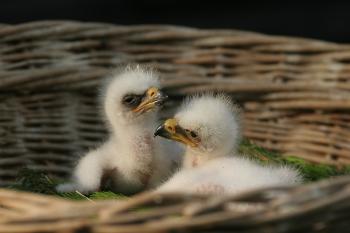  ( © Jan Kuchynka  07/2011)