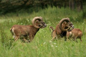  ( © Jan Kuchynka  07/2011)