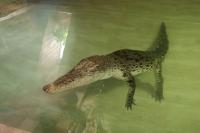Krokodýlí zoo