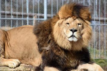 ZOO Tábor-Větrovy (© Zoo Tábor reklama  07/2020)