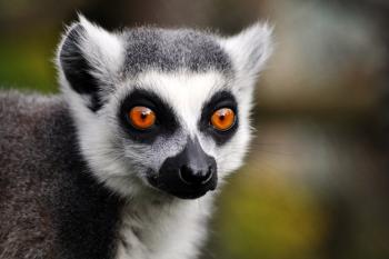 Lemur Terezka ( © Zoopark Zájezd 2011)