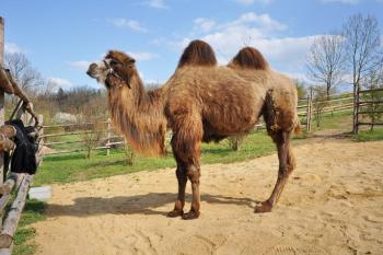 Velbloud Ája ( © Zoopark Zájezd 2011)
