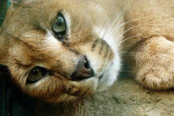 Karakal ( © Zoopark Zájezd 2011)