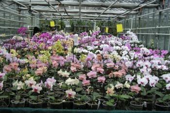 Barevné variace orchidejí rodu Phalaenopsis (© Botanická zahrada a arboretum Mendelovy Univerzity v Brně 2011)