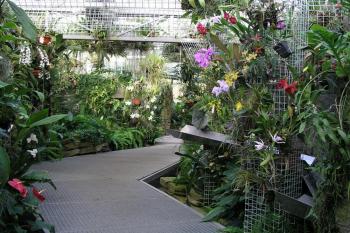 Skleník s orchidejemi pocházející především z oblastí Střední a z Jižní Ameriky a   Jihovýchodní Asie (© Botanická zahrada a arboretum Mendelovy Univerzity v Brně 2011)