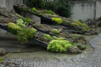 Sbírka lomikamenů (Saxifraga) (© Botanická zahrada a arboretum Mendelovy Univerzity v Brně 2011)