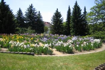 Sbírka kosatců (Iris) (© Botanická zahrada a arboretum Mendelovy Univerzity v Brně 2011)