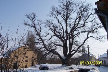 Toufarův mlýn s tehdy ještě stojící památnou lípou (© Ivo Rozehnal, 2005)