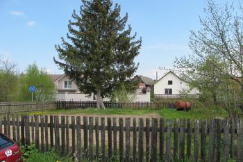 zástavba za stromem na celé ploše tvrziště, pohled od západu (© D Dohňanský, 05/2017)