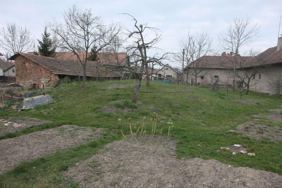 Bořice