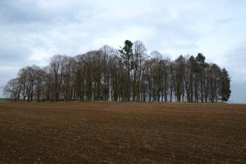 ostrůvek zeleně, ve kterém se hřbitov nachází ( © Milan Caha 04/2012)