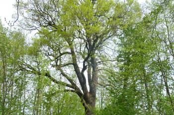 přírodní rezervace Myslivna (© František Kinař, 04/2012)