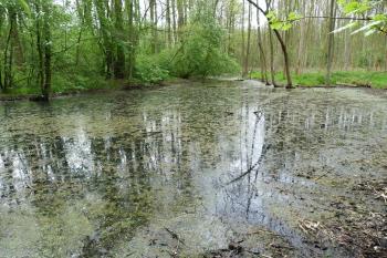přírodní rezervace Myslivna (© František Kinař, 04/2012)