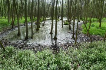 přírodní rezervace Myslivna (© František Kinař, 04/2012)