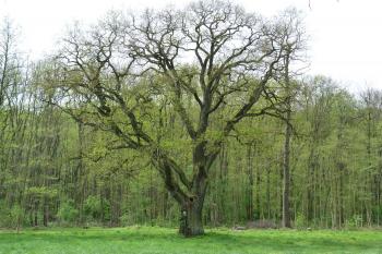 přírodní rezervace Myslivna (© František Kinař, 04/2012)