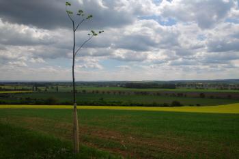 NPP Na skále - pohled jihozápadně na část Hané (© Ivo Rozehnal, 05/2012)