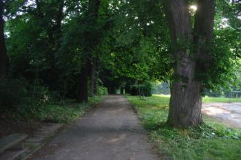 stromová alej tvoří část sev.hranice parku (© D Dohňanský, 06/2015)