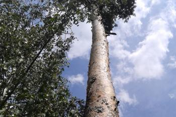 Nejvyšší vrchol Záhoří - Chlum, ležící nad Špičákovou skálou (© Ivo Rozehnal, 07/2014)