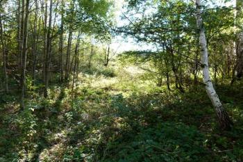 bývalý náhon (vpravo) a výrazná terénní nerovnost v lokalitě zaniklé tvrze ( © Jan P. Štěpánek 10/2012)