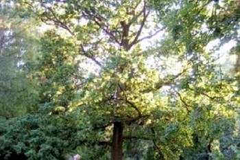 Zámecký park 3 (© Rostislav Nebola, 08/2006)
