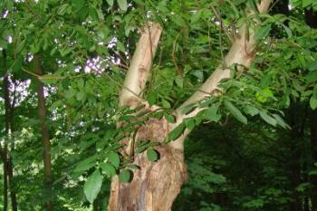 Strom v podhradí (© Dušan Lipár, 07/2008)
