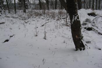 Jádro hradu (© ondřej Peterka , 01/2013)