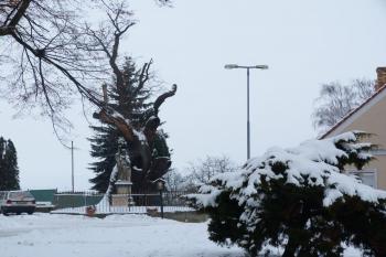 Svatováclavský dub - Stochov (© František Kinař, 01/2013)