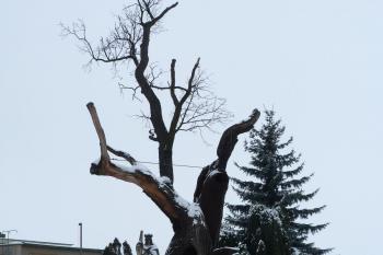 Svatováclavský dub - Stochov (© František Kinař, 01/2013)